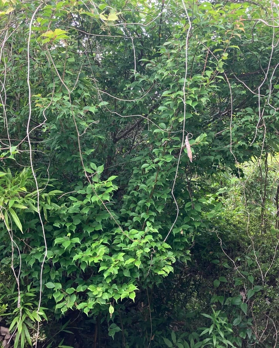 画像494