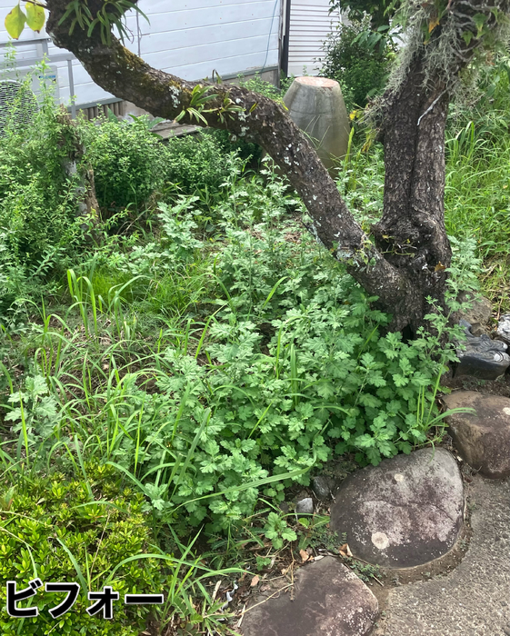 画像601